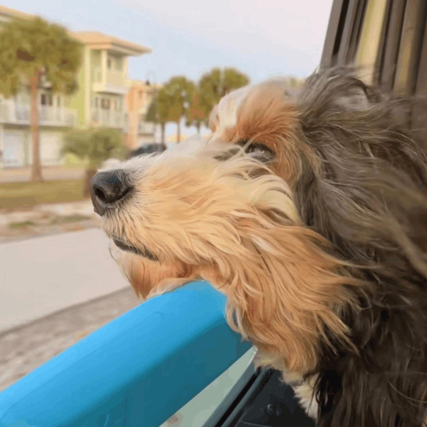 The PawCruise Window Pillow For Dogs