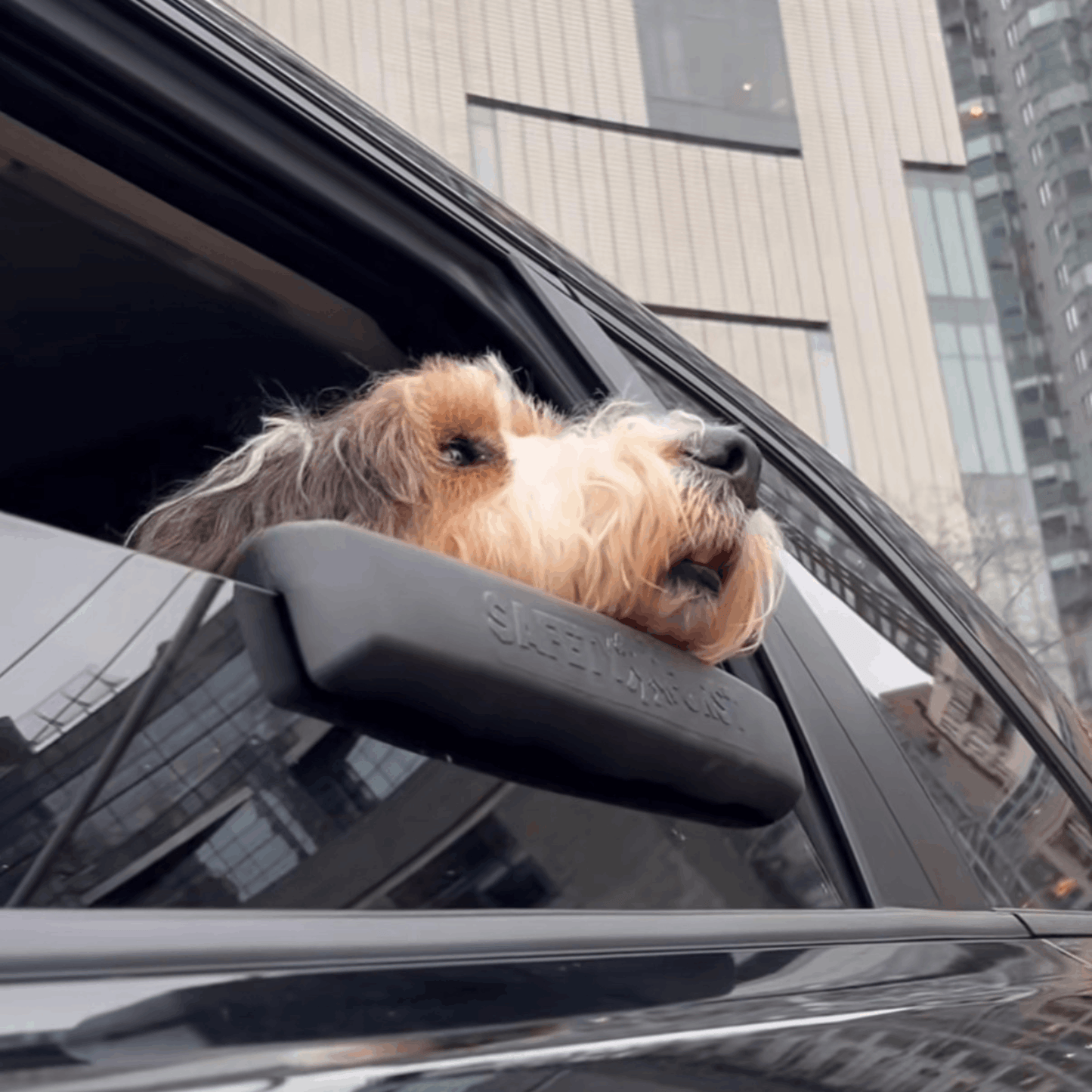 The PawCruise Window Pillow For Dogs